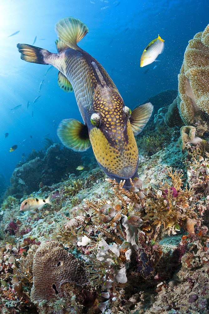 Giant Triggerfish, Balistoides viridescens, Raja Ampat, West Papua, Indonesia