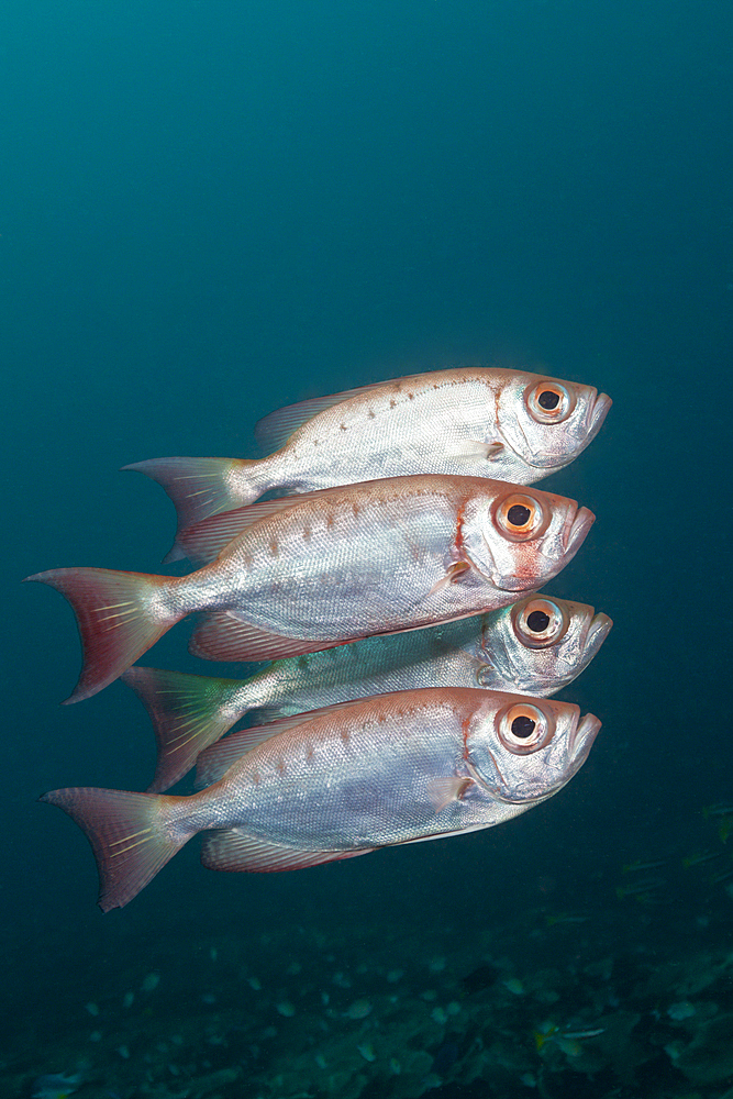 Shoal of Crescent-tail Bigeye, Priacanthus hamrur, Raja Ampat, West Papua, Indonesia