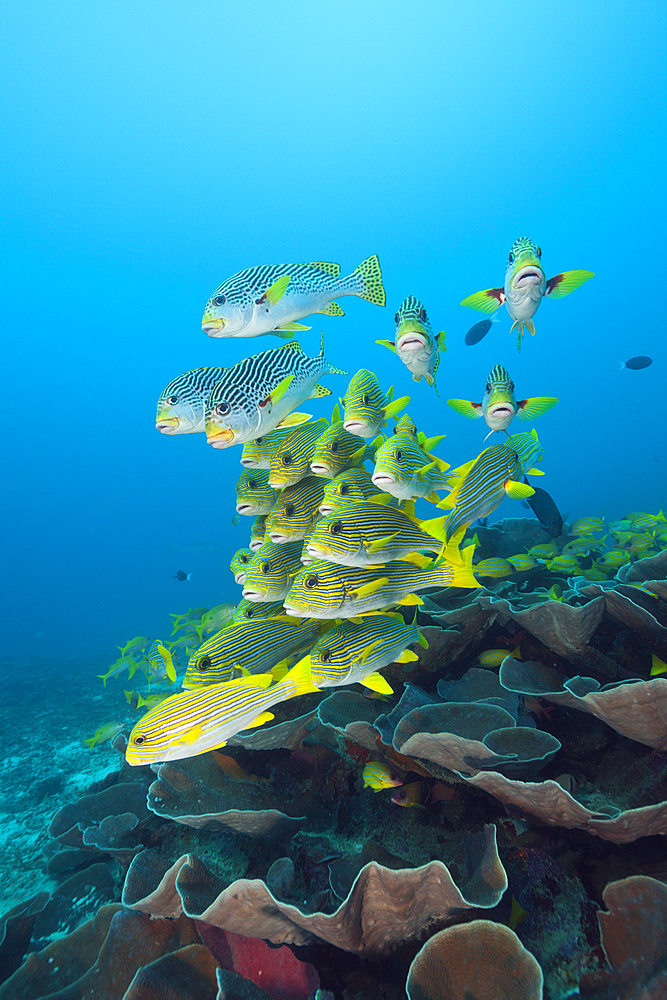 Shoal of Yellow-ribbon Sweetlips, Plectorhinchus polytaenia, Raja Ampat, West Papua, Indonesia