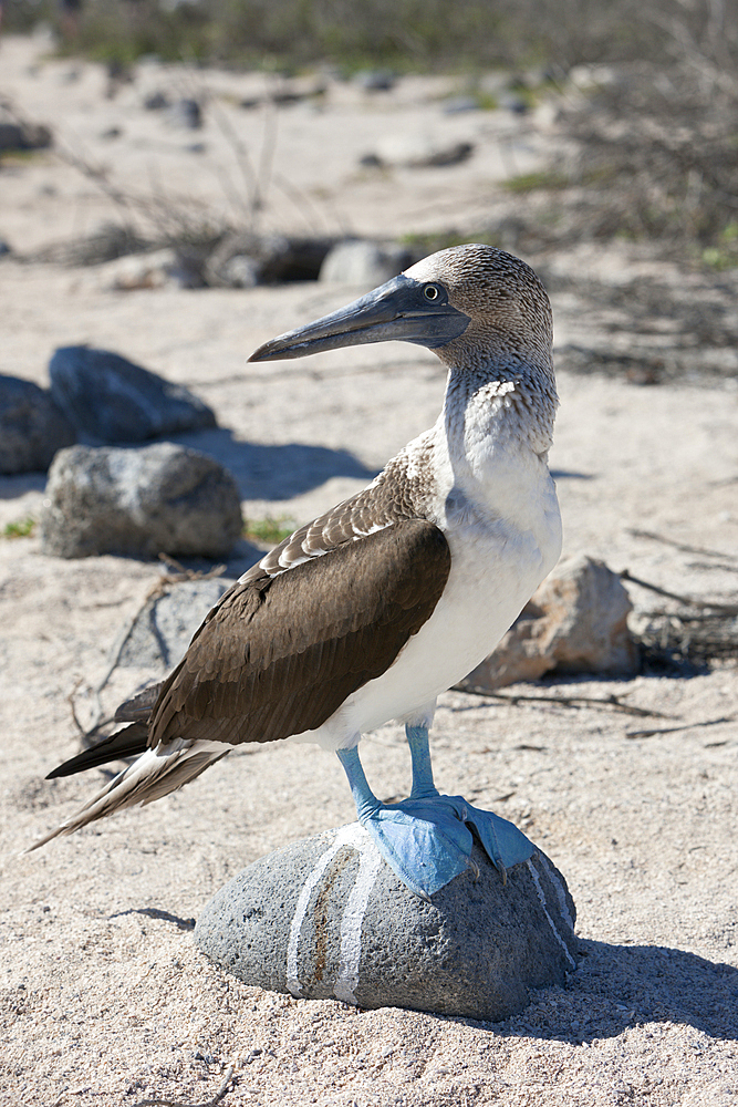 Blue-footed Booby, Sula nebouxii, North Seymour, Galapagos, Ecuador