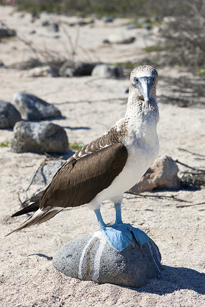 Blue-footed Booby, Sula nebouxii, North Seymour, Galapagos, Ecuador