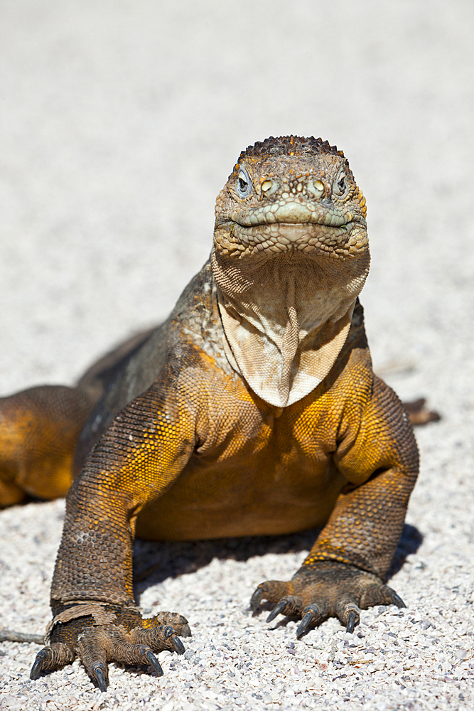 Galapagos Land Iguana, Conolophus subcristatus, North Seymour, Galapagos, Ecuador