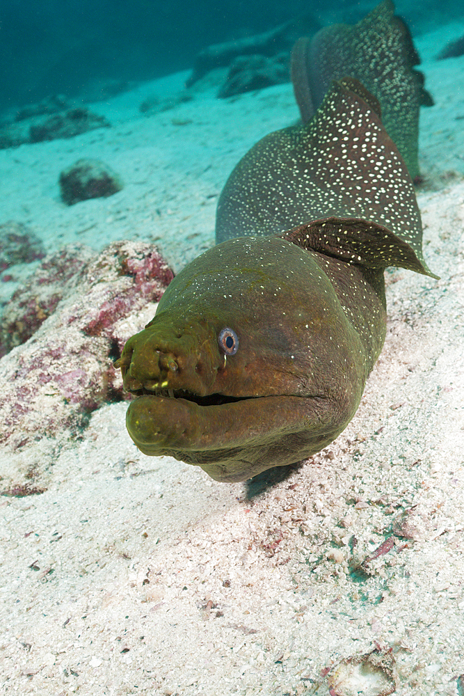 Fine spotted Moray, Gymnothorax dovii, Baltra Island, Galapagos, Ecuador