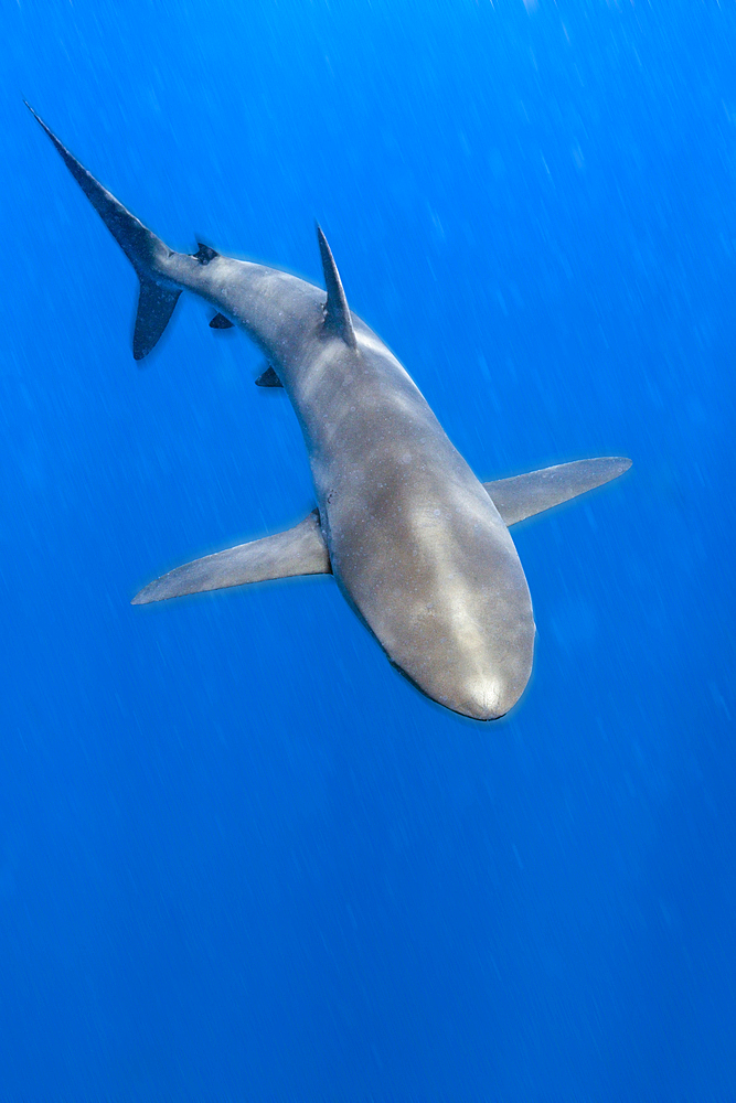 Silky Shark, Carcharhinus falciformis, Arch, Darwin Island, Galapagos, Ecuador