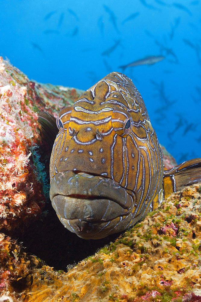 Giant Hawkfish, Cirrhitus rivulatus, Arch, Darwin Island, Galapagos, Ecuador