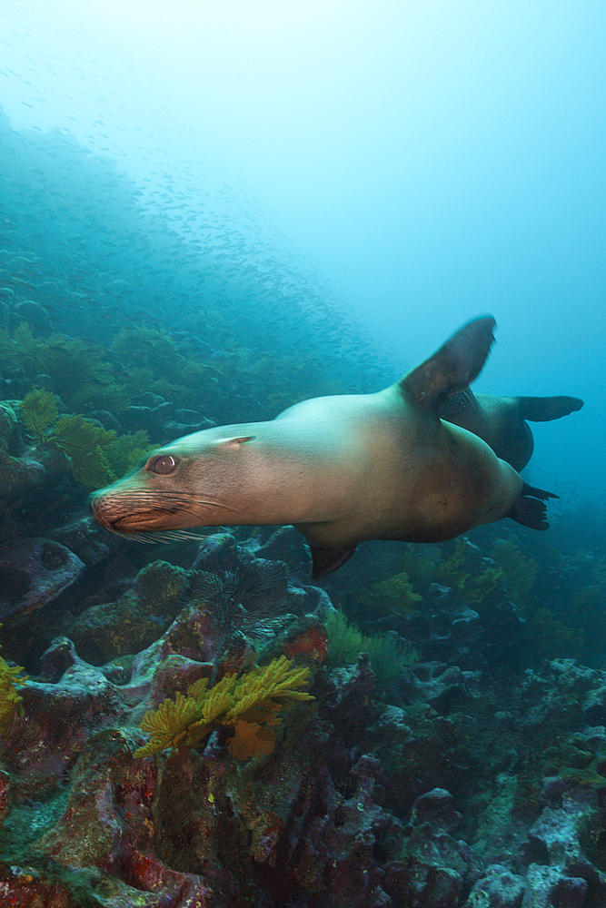 Galapagos Sea Lion, Zalophus wollebaeki, Punta Vicente Roca, Isabela Island, Galapagos, Ecuador