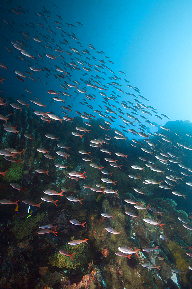 Shoal of Pacific Creolefish, Paranthias colonus, Punta Vicente Roca, Isabela Island, Galapagos, Ecuador