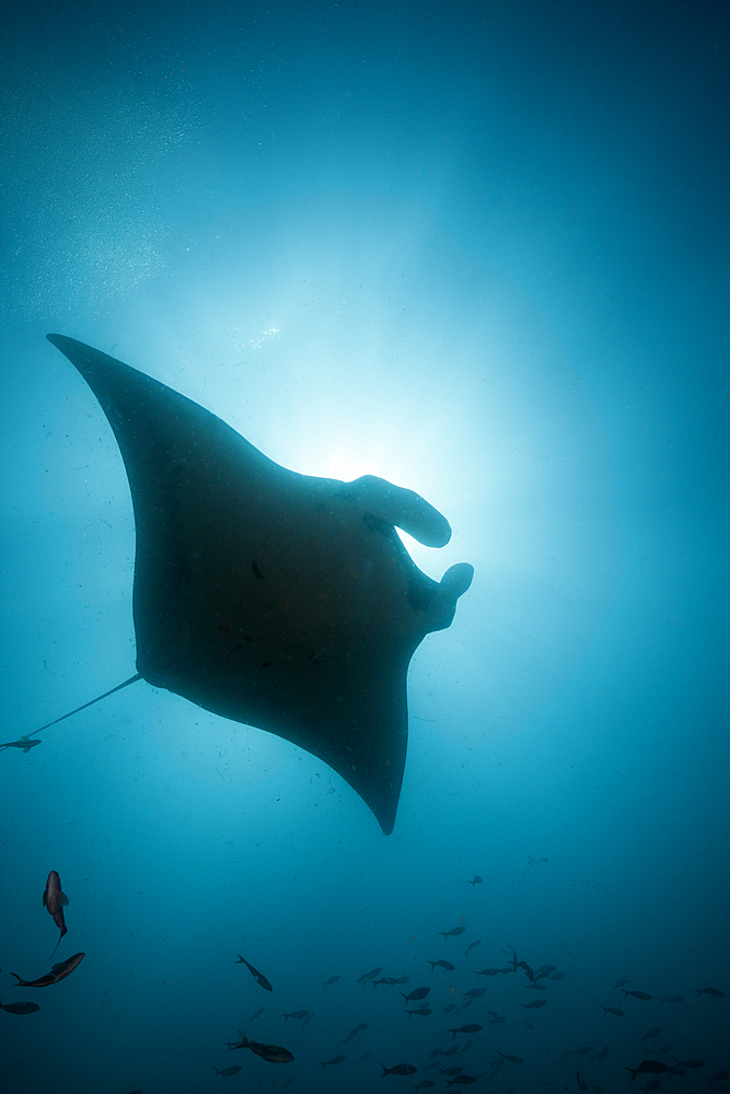 Reef Manta, Manta alfredi, Cabo Marshall, Isabela Island, Galapagos, Ecuador