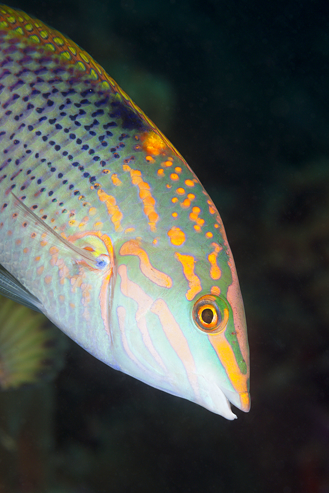 Checkerboard Wrasse, Halichoeres hortulans, South Male Atoll, Maldives