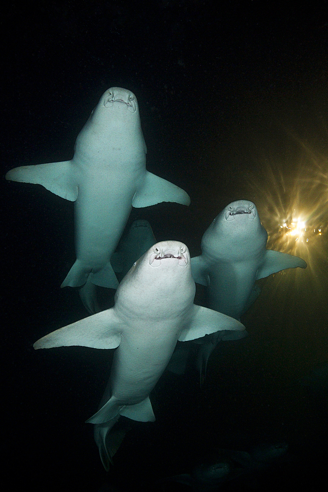 Group of Nurse Shark at Night, Nebrius ferrugineus, Felidhu Atoll, Maldives