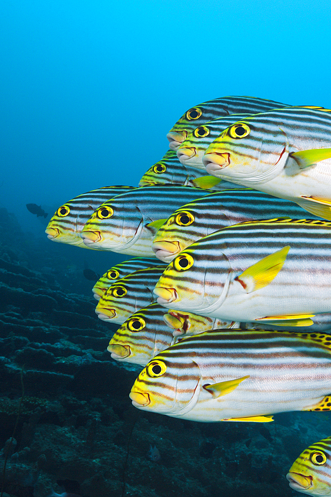 Shoal of Oriental Sweetlips, Plectorhinchus vittatus, North Male Atoll, Maldives