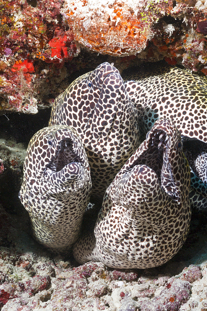 Group of Honeycomb Moray, Gymnothorax favagineus, North Male Atoll, Maldives