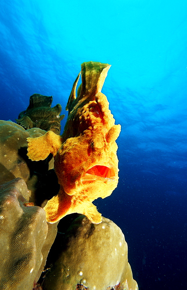 Giant frogfish, Antennarius commersonii, Philippines, Bohol Sea, Pacific Ocean, Panglao Island, Bohol