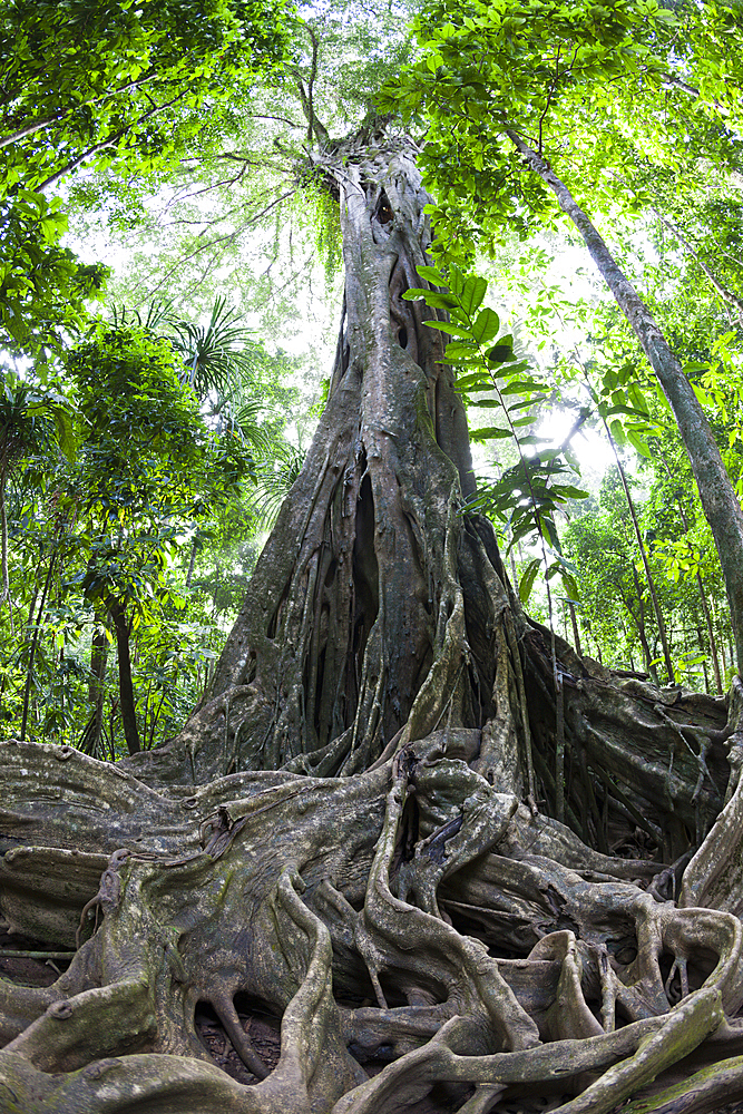 Buttress Roots of Giant Strangler Fig Tree, Ficus sp., Christmas Island, Australia