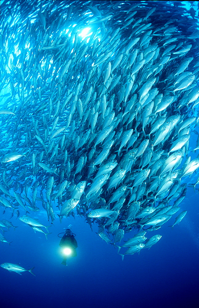 Bigeye trevally and scuba diver, Caranx sexfasciatus, Australia, Pacific Ocean, Great Barrier Reef