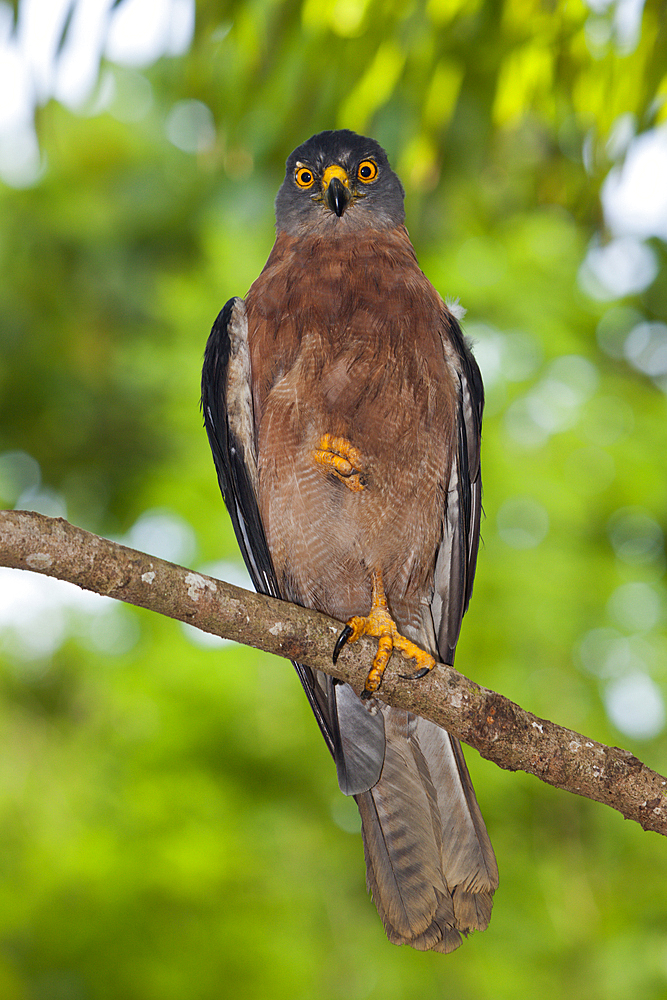 Christmas Goshawk, Accipiter fasciatus natalis, Christmas Island, Australia