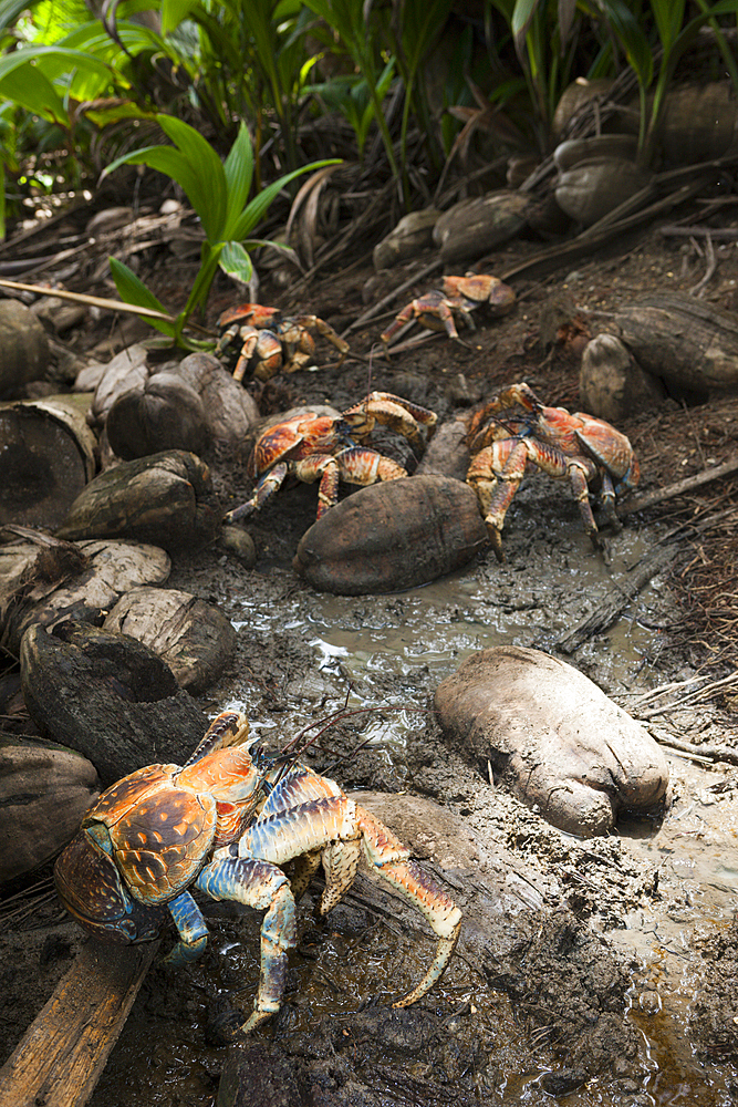 Group of Robber Crab, Birgus latro, Christmas Island, Australia