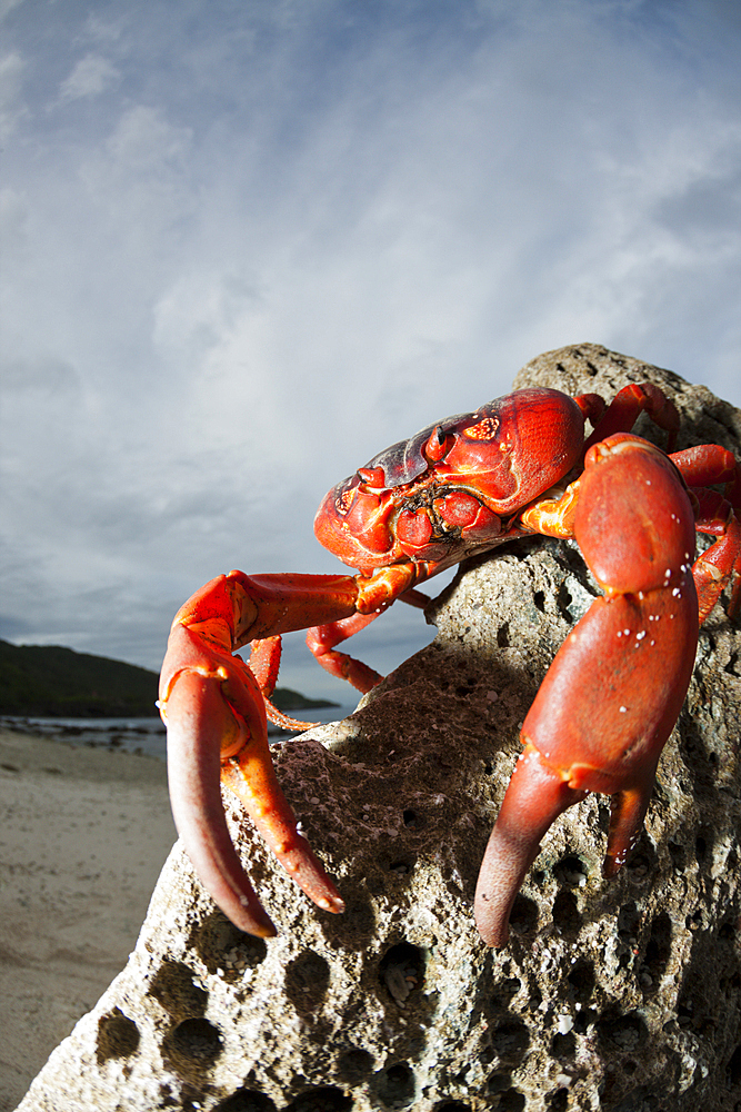 Christmas Island Red Crab at Ethel Beach, Gecarcoidea natalis, Christmas Island, Australia