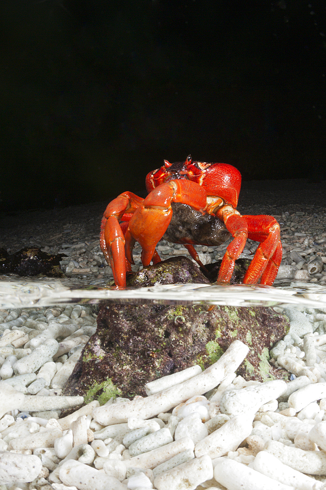 Christmas Island Red Crab release eggs into ocean, Gecarcoidea natalis, Christmas Island, Australia