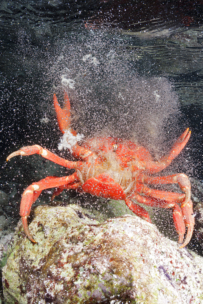 Christmas Island Red Crab release eggs into ocean, Gecarcoidea natalis, Christmas Island, Australia