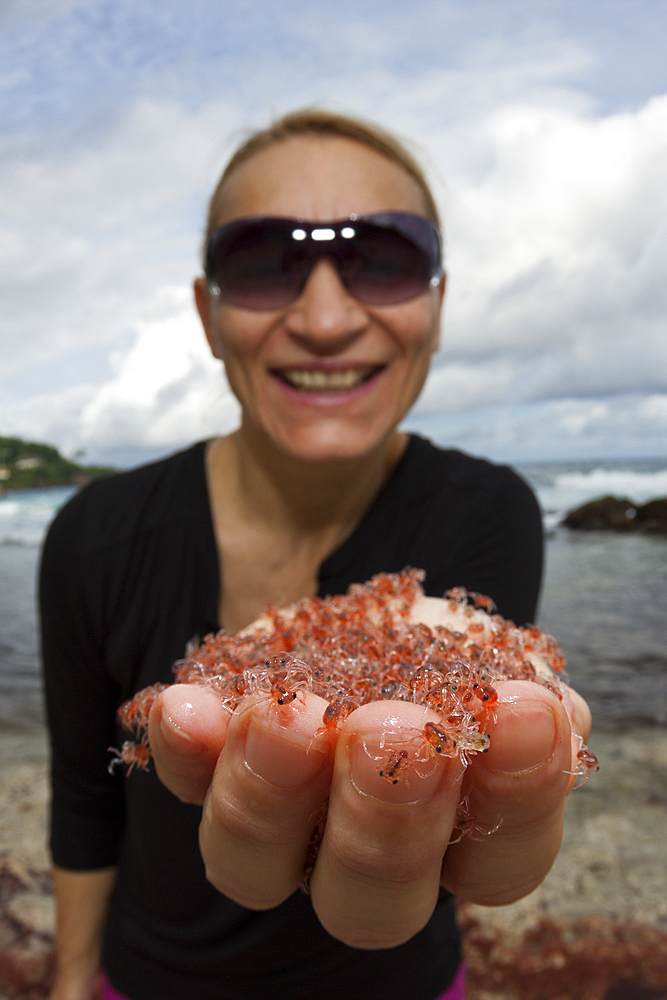 Juvenile Crabs returning from Sea, Gecarcoidea natalis, Christmas Island, Australia