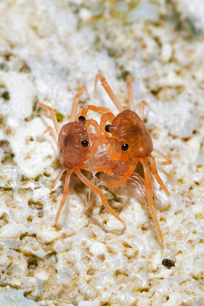 Juvenile Crabs feeding on Cuticle, Gecarcoidea natalis, Christmas Island, Australia