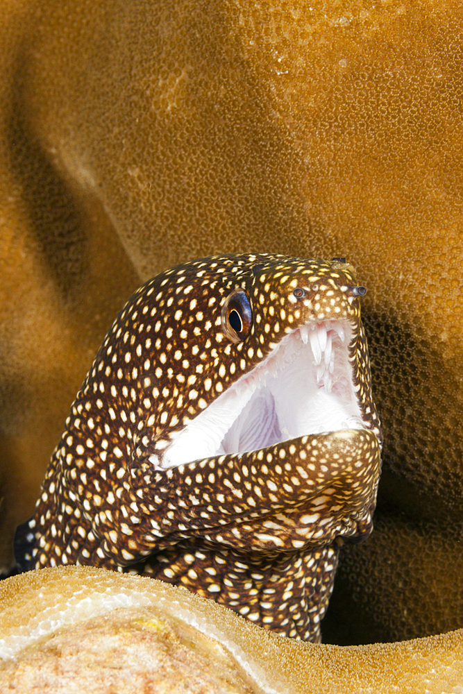 White-spotted Moray, Gymnothorax meleagris, Christmas Island, Australia