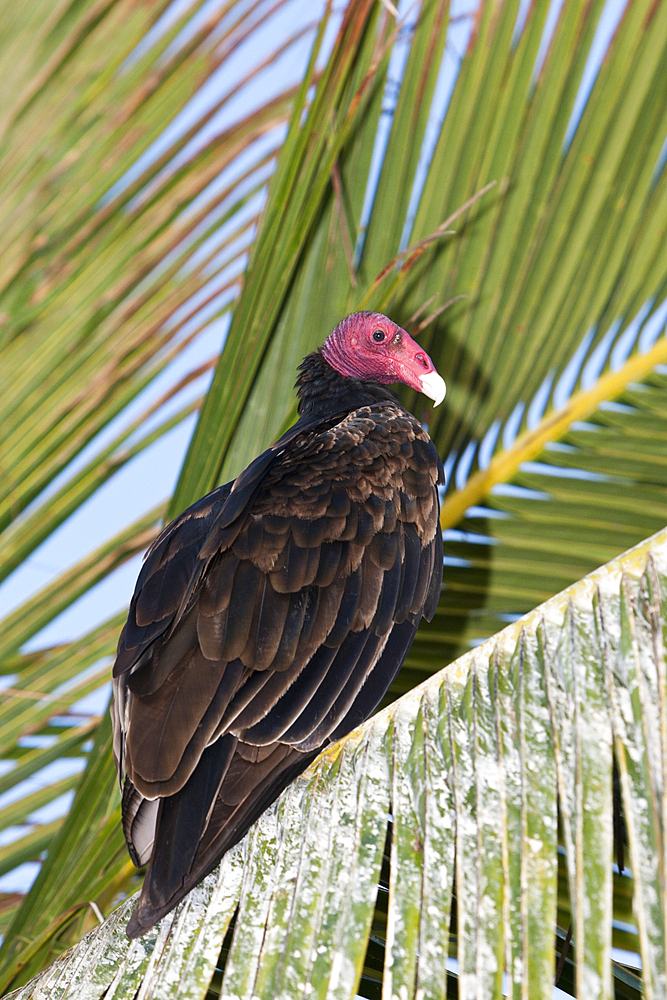 Turkey Vulture resting on Palm Tree, Cathartes aura, Cabo Pulmo, Baja California Sur, Mexico