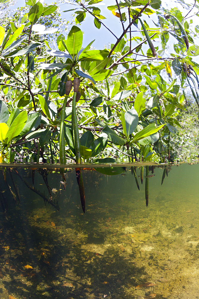 Mangroves, Cancun, Yucatan, Mexico