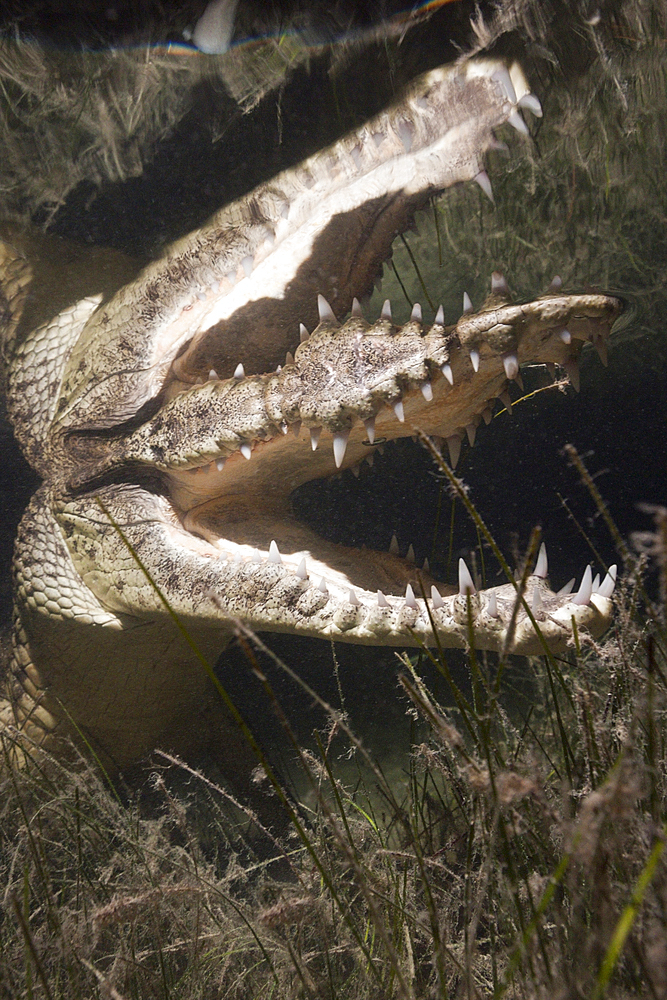 Morelets Crocodile hunting at Night, Crocodylus moreletii, Cancun, Yucatan, Mexico