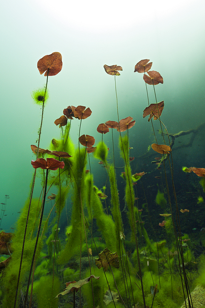 Water Lilies in Car Wash Cenote Aktun Ha, Tulum, Yucatan, Mexico