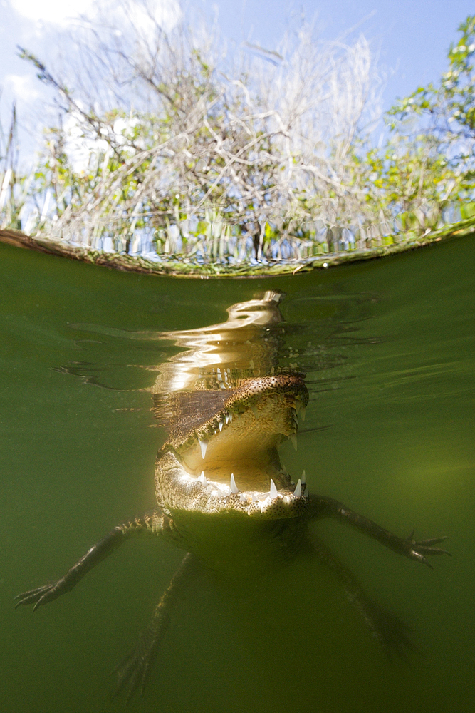 Morelets Crocodile, Crocodylus moreletii, Cancun, Yucatan, Mexico