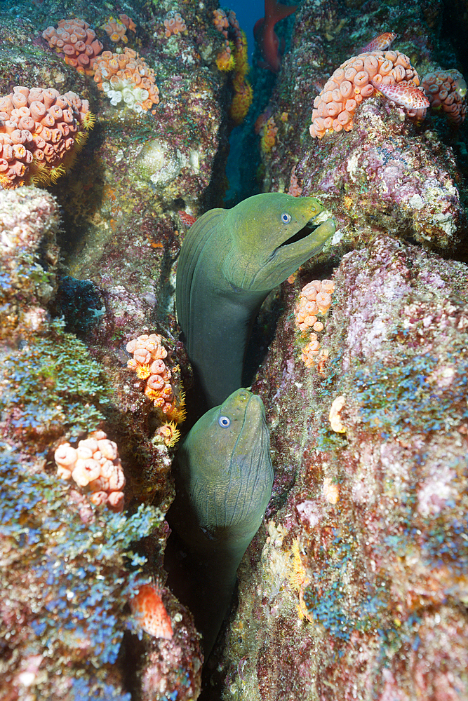 Group of Panamic Green Moray Eel hiding in Reef, Gymnothorax castaneus, La Paz, Baja California Sur, Mexico