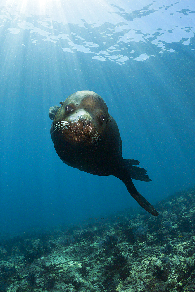 California Sea Lion Bull, Zalophus californianus, La Paz, Baja California Sur, Mexico