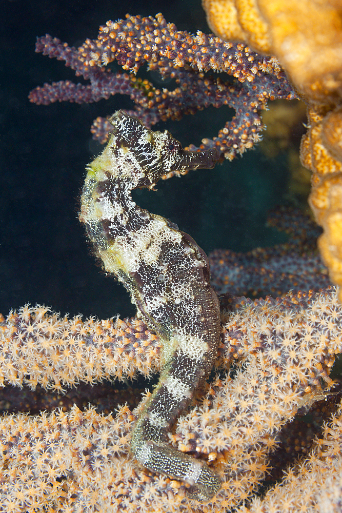 Pacific Seahorse, Hippocampus ingens, La Paz, Baja California Sur, Mexico