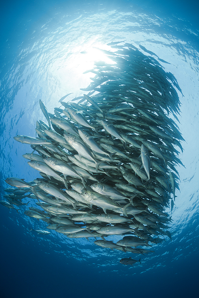 Shoal of Bigeye Trevally, Caranx sexfasciatus, Cabo Pulmo, Baja California Sur, Mexico