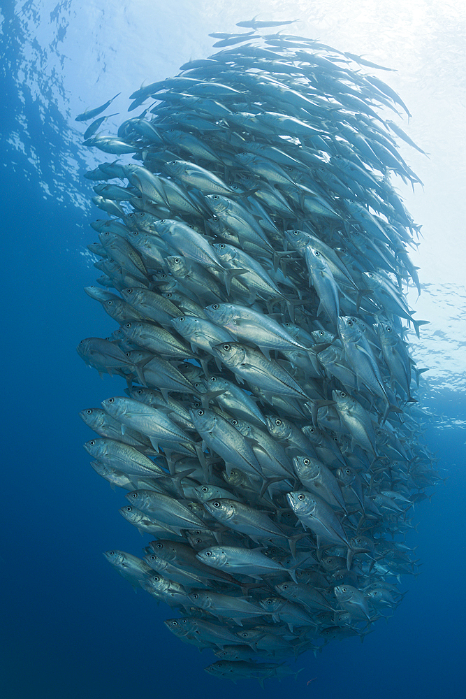 Shoal of Bigeye Trevally, Caranx sexfasciatus, Cabo Pulmo, Baja California Sur, Mexico