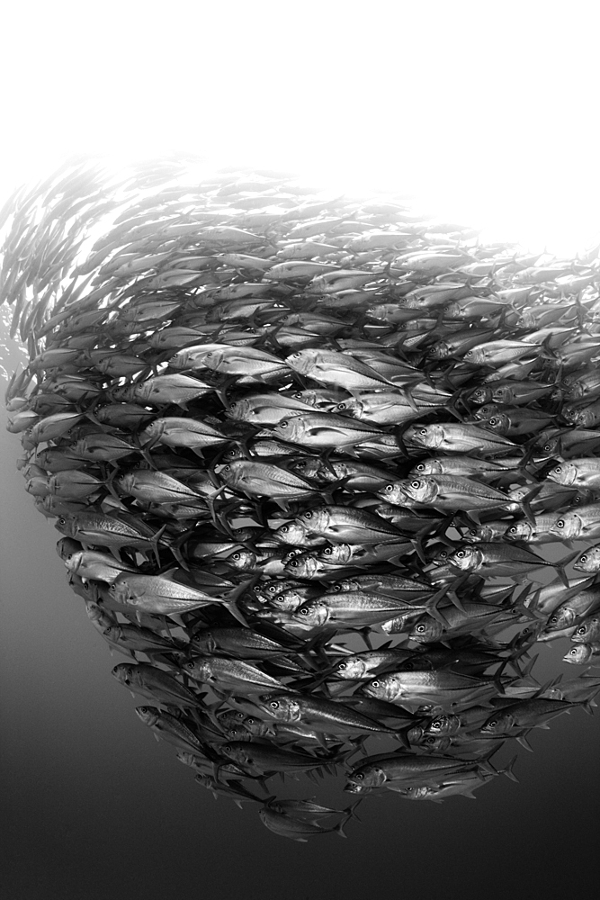 Shoal of Bigeye Trevally, Caranx sexfasciatus, Cabo Pulmo, Baja California Sur, Mexico