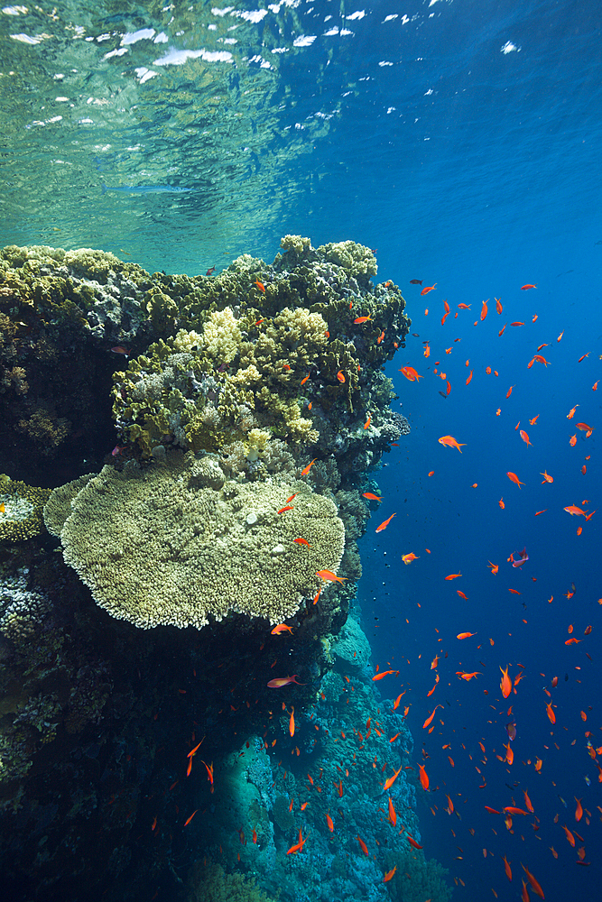 Hard Corals on Reef Top, Brother Islands, Red Sea, Egypt