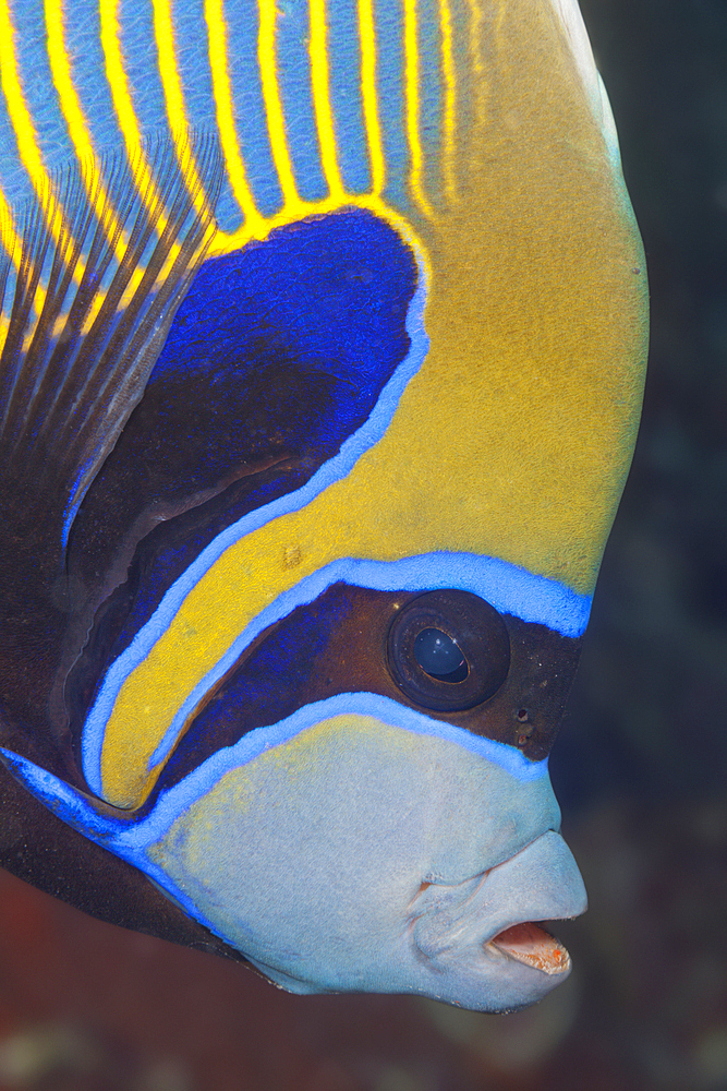 Emperor Angelfish, Pomacanthus imperator, Giftun Island, Red Sea, Egypt