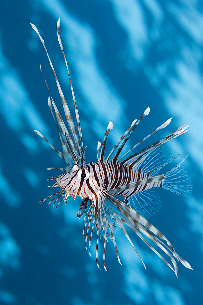 Indian Lionfish, Pterois miles, Brother Islands, Red Sea, Egypt