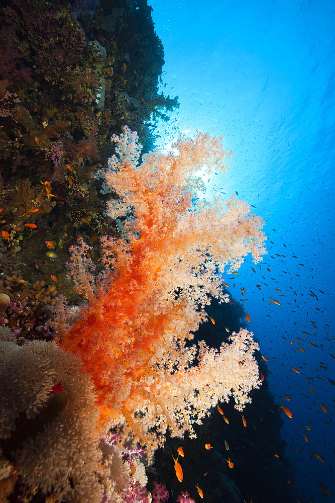 Colored Soft Corals, Dendronephthya sp., Brother Islands, Red Sea, Egypt