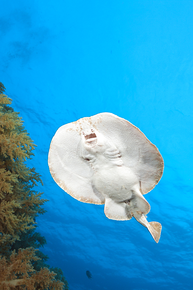 Electric Ray, Torpedo panthera, Brother Islands, Red Sea, Egypt