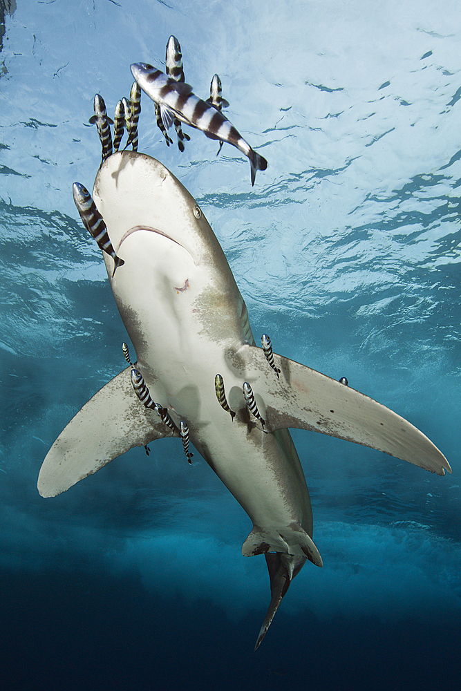 Oceanic Whitetip Shark, Carcharhinus longimanus, Brother Islands, Red Sea, Egypt