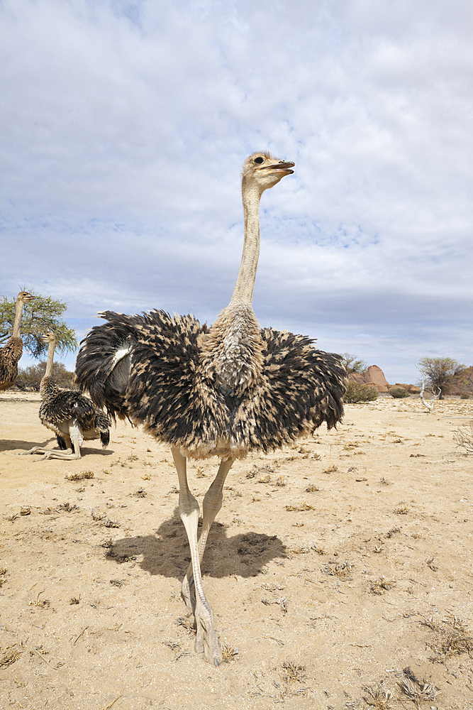 South African Ostrich, Struthio camelus australis, Spitzkoppe, Namibia