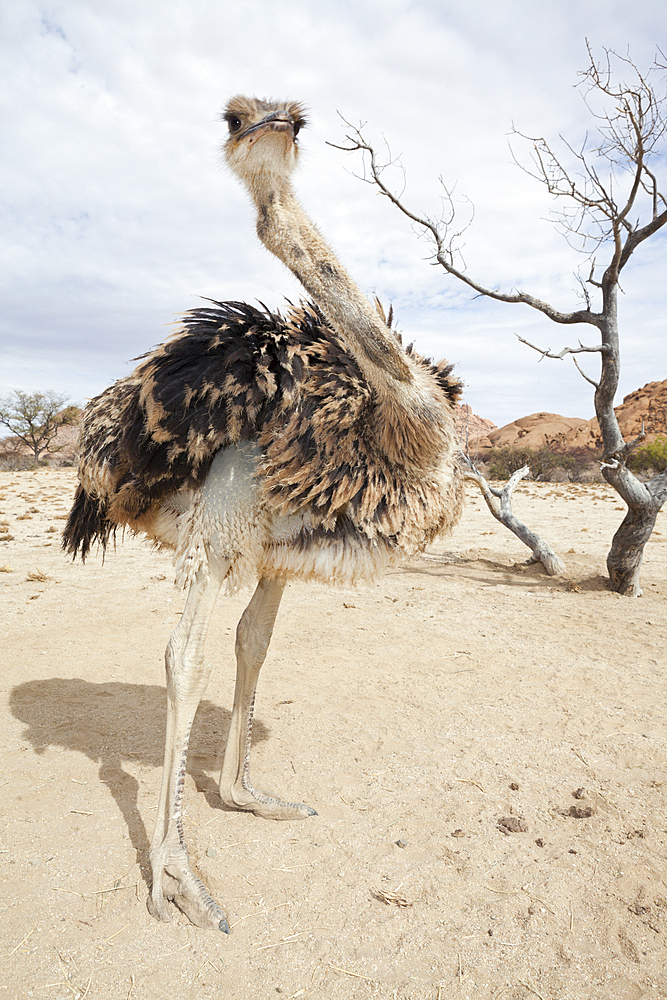 South African Ostrich, Struthio camelus australis, Spitzkoppe, Namibia