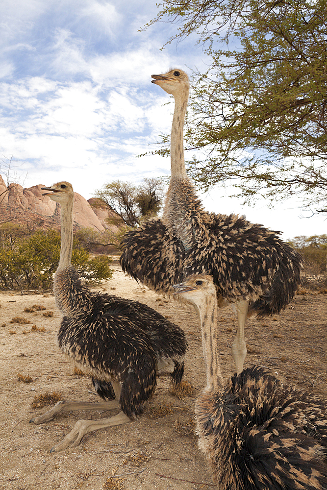 Group of South African Ostrich, Struthio camelus australis, Spitzkoppe, Namibia