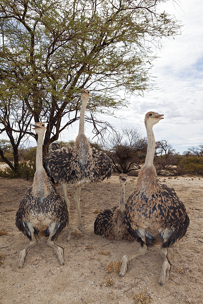 Group of South African Ostrich, Struthio camelus australis, Spitzkoppe, Namibia