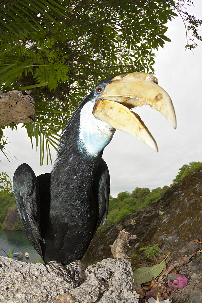 Papuan Hornbill, Rhyticeros plicatus, Tufi, Oro Province, Papua New Guinea