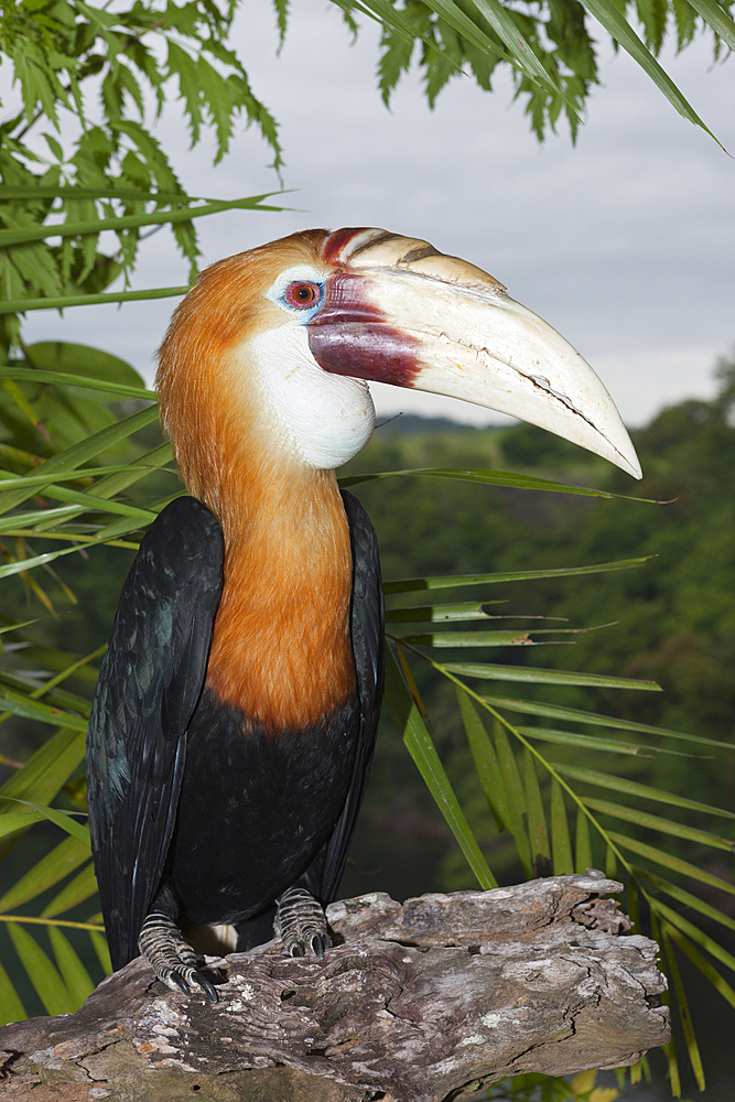 Papuan Hornbill, Rhyticeros plicatus, Tufi, Oro Province, Papua New Guinea